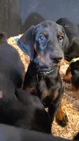 Kiwi (green), a female Doberman Pinscher for sale in Kempner, TX – 1 of 3