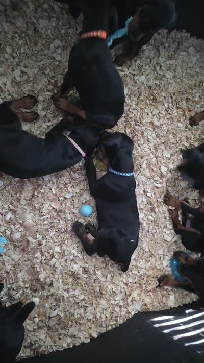 Rosi (Pink), a female Doberman Pinscher for sale in Kempner, TX – 3 of 3