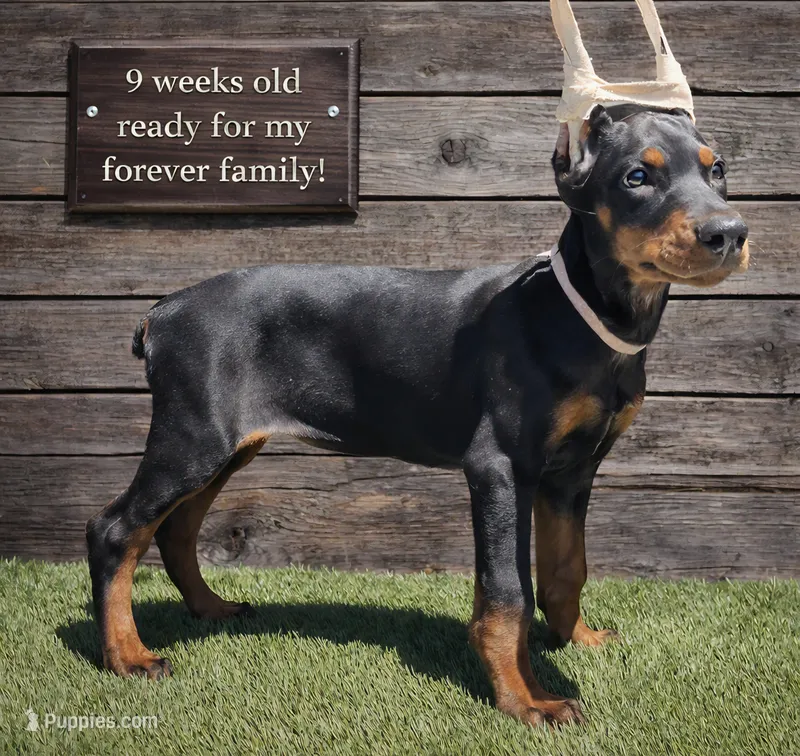 Rosy (Pink) – Doberman Pinscher puppy for sale in Kempner, TX