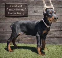 Rosy (Pink), a female Doberman Pinscher for sale in Kempner, TX – 1 of 3