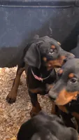 Rosi (Pink), a female Doberman Pinscher for sale in Kempner, TX – 2 of 3