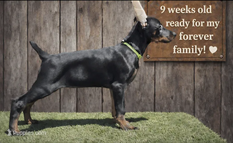 Kiwi (green) – Doberman Pinscher puppy for sale in Kempner, TX