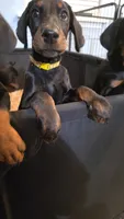 Sunny (yellow), a female Doberman Pinscher for sale in Kempner, TX – 2 of 3