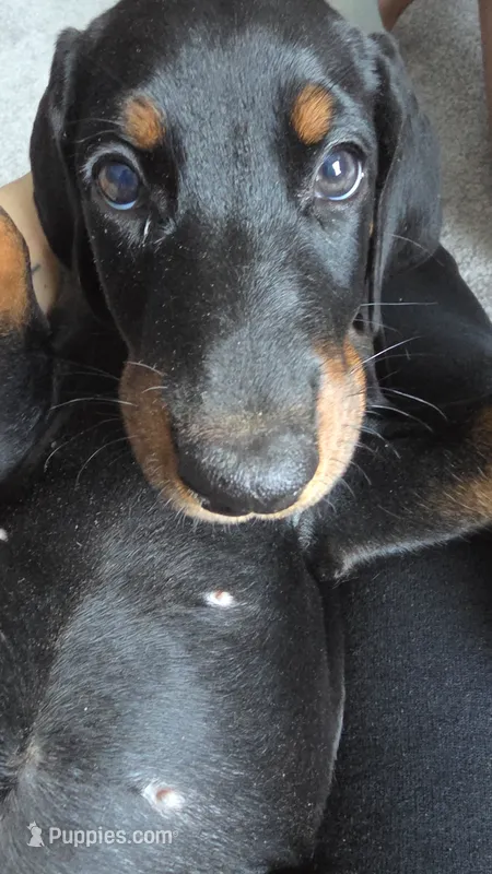 Sunny (yellow) – Doberman Pinscher puppy for sale in Kempner, TX
