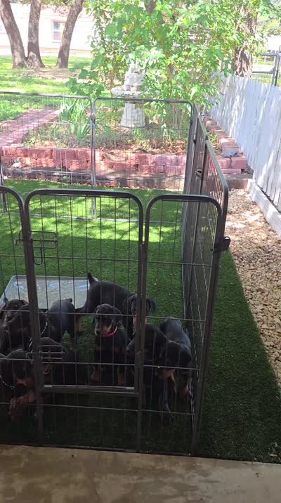 Kiwi (green), a female Doberman Pinscher for sale in Kempner, TX – 2 of 3