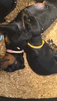 Sunny (yellow), a female Doberman Pinscher for sale in Kempner, TX – 3 of 3