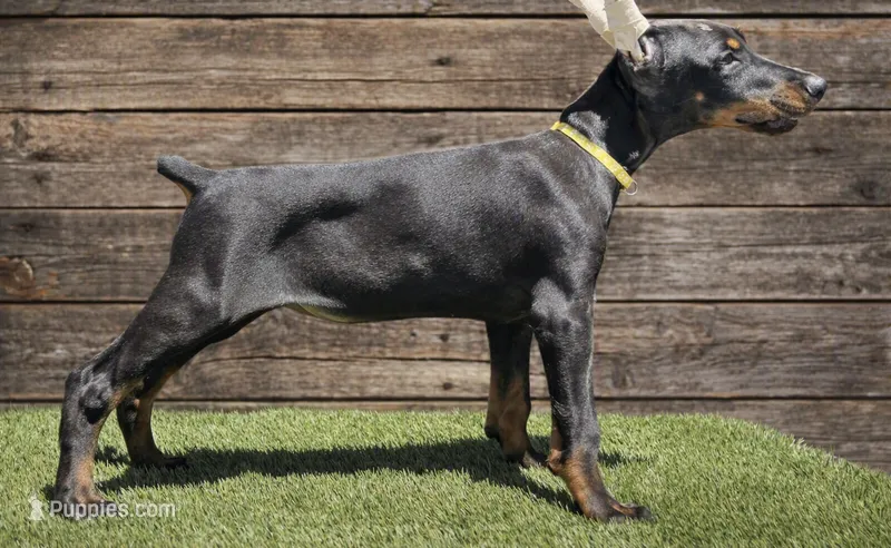 Sunny (yellow) – Doberman Pinscher puppy for sale in Kempner, TX