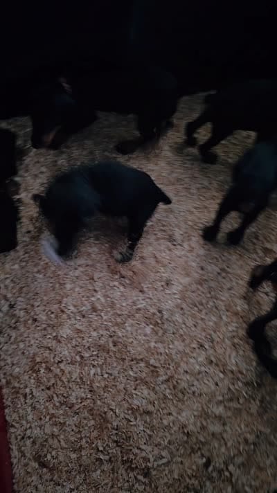 Kiwi (green), a female Doberman Pinscher for sale in Kempner, TX – 3 of 3