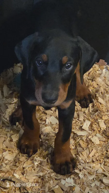 Rosi (Pink) – Doberman Pinscher puppy for sale in Kempner, TX