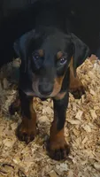 Rosi (Pink), a female Doberman Pinscher for sale in Kempner, TX – 1 of 3