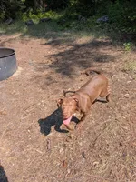 ODIN, a male Catahoula Leopard Dog and American Pit Bull Terrier for sale in Pomeroy, WA – 3 of 5