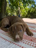 Little Luna, a female American Pit Bull Terrier and Bluetick Coonhound for sale in Pomeroy, WA – 1 of 3