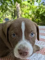Ky, a male American Pit Bull Terrier and Bluetick Coonhound for sale in Pomeroy, WA – 3 of 3