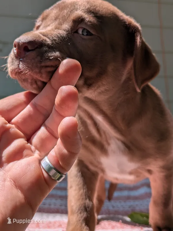 Chunky Monkey – American Pit Bull Terrier, Bluetick Coonhound puppy for sale in Pomeroy, WA