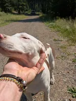 MARSHMALLOW, a male Catahoula Leopard Dog and American Pit Bull Terrier for sale in Pomeroy, WA – 2 of 4
