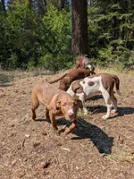 SPIRIT, a female Catahoula Leopard Dog and American Pit Bull Terrier for sale in Pomeroy, WA – 3 of 3