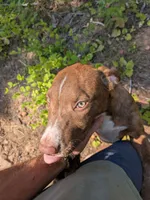 SPIRIT, a female Catahoula Leopard Dog and American Pit Bull Terrier for sale in Pomeroy, WA – 2 of 3