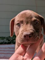 Chunky Monkey, a male American Pit Bull Terrier and Bluetick Coonhound for sale in Pomeroy, WA – 2 of 3