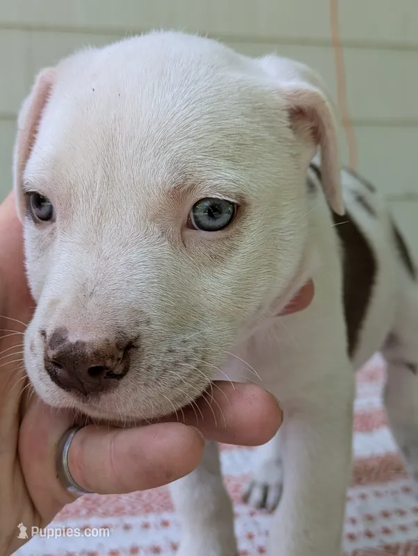 Marshmallow  – German Shepherd Dog, American Pit Bull Terrier puppy for sale in Pomeroy, WA