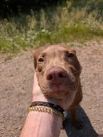 MIRAN, a male Catahoula Leopard Dog and American Pit Bull Terrier for sale in Pomeroy, WA – 3 of 4