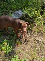 ODIN, a male Catahoula Leopard Dog and American Pit Bull Terrier for sale in Pomeroy, WA – 4 of 5