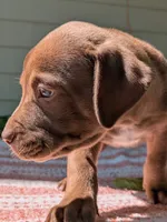 Chunky Monkey, a male American Pit Bull Terrier and Bluetick Coonhound for sale in Pomeroy, WA – 3 of 3