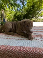 Little Luna, a female American Pit Bull Terrier and Bluetick Coonhound for sale in Pomeroy, WA – 2 of 3