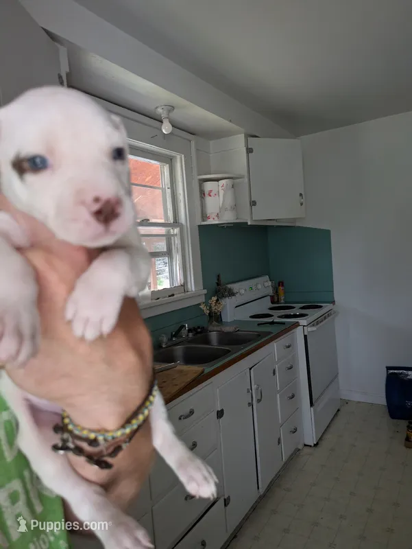 Marshmallow  – German Shepherd Dog, American Pit Bull Terrier puppy for sale in Pomeroy, WA