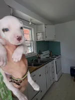 Marshmallow , a male German Shepherd Dog and American Pit Bull Terrier for sale in Pomeroy, WA – 1 of 1