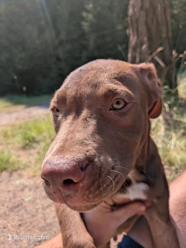 ODIN – Catahoula Leopard Dog, American Pit Bull Terrier puppy for sale in Pomeroy, WA