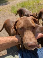 MIRAN, a male Catahoula Leopard Dog and American Pit Bull Terrier for sale in Pomeroy, WA – 2 of 4