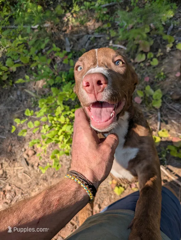 SPIRIT – Catahoula Leopard Dog, American Pit Bull Terrier puppy for sale in Pomeroy, WA