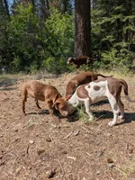MARSHMALLOW, a male Catahoula Leopard Dog and American Pit Bull Terrier for sale in Pomeroy, WA – 4 of 4