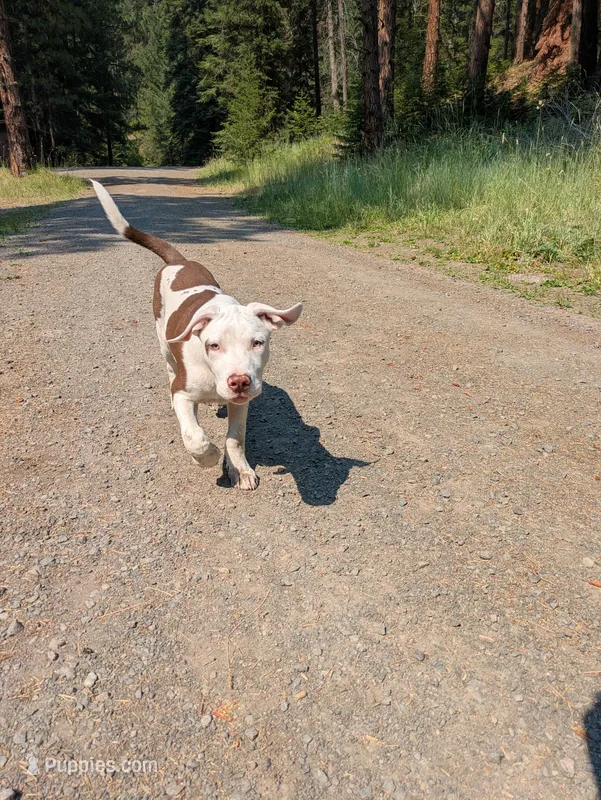 MARSHMALLOW – Catahoula Leopard Dog, American Pit Bull Terrier puppy for sale in Pomeroy, WA
