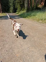 MARSHMALLOW, a male Catahoula Leopard Dog and American Pit Bull Terrier for sale in Pomeroy, WA – 1 of 4
