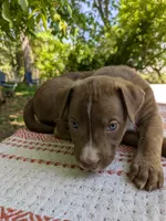Little Luna, a female American Pit Bull Terrier and Bluetick Coonhound for sale in Pomeroy, WA – 3 of 3