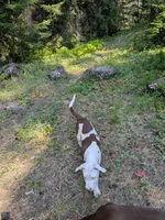 MARSHMALLOW, a male Catahoula Leopard Dog and American Pit Bull Terrier for sale in Pomeroy, WA – 3 of 4