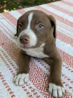 Ky, a male American Pit Bull Terrier and Bluetick Coonhound for sale in Pomeroy, WA – 1 of 3