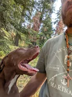ODIN, a male Catahoula Leopard Dog and American Pit Bull Terrier for sale in Pomeroy, WA – 2 of 5