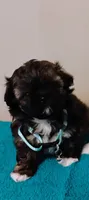 Oreo , a male Shih Tzu for sale in Riverdale, GA – 1 of 3