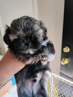 Oreo , a male Shih Tzu for sale in Riverdale, GA – 2 of 3