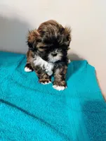 Chocolate Chip , a male Shih Tzu for sale in Riverdale, GA – 2 of 2