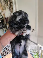 Oreo , a male Shih Tzu for sale in Riverdale, GA – 3 of 3