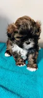 Chocolate Chip , a male Shih Tzu for sale in Riverdale, GA – 1 of 2