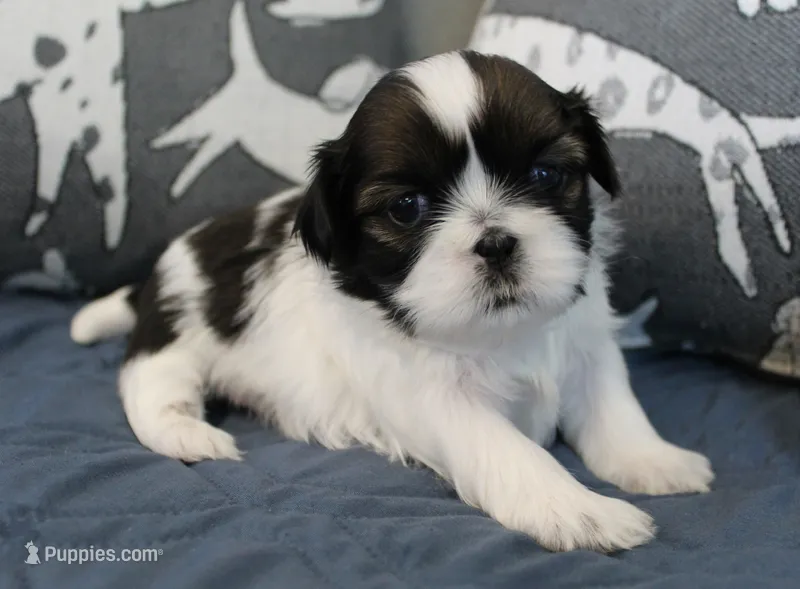 Holly – Shih Tzu puppy for sale in Ellington, CT