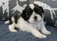 Holly, a female Shih Tzu for sale in Ellington, CT – 1 of 2