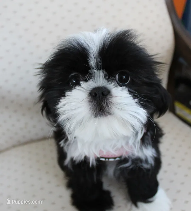 Lady – Shih Tzu puppy for sale in Ellington, CT