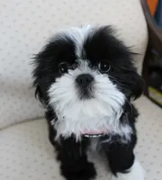 Lady, a female Shih Tzu for sale in Ellington, CT – 1 of 2