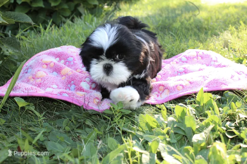 Lady – Shih Tzu puppy for sale in Ellington, CT