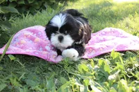 Lady, a female Shih Tzu for sale in Ellington, CT – 1 of 2